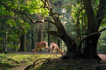 A deer was found inside Nara Park. 