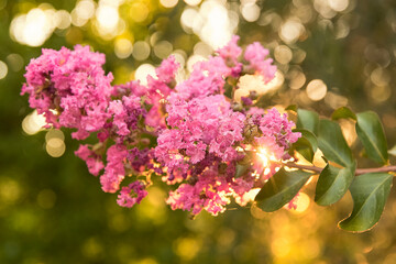pink lilac flowers