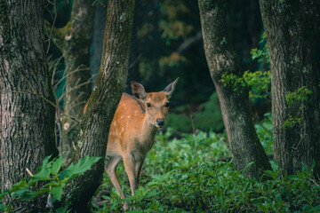 A deer was found inside Nara Park. 