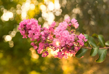 pink and white lilac flowers