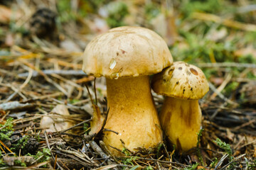 Gorchak mushroom in the forest, close-up. inedible false boletus mushroom
