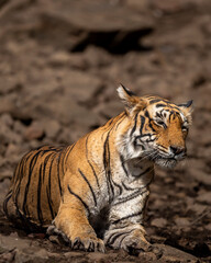 indian wild female bengal tiger or panthera tigris fine art close up or portrait in safari at ranthambore national park forest reserve sawai madhopur rajasthan india asia