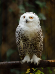 Portrait of Snowy owl on branch