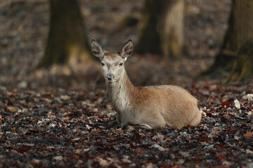 Portrait of Red deer in zoo