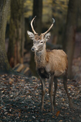 Portrait of Red deer in zoo