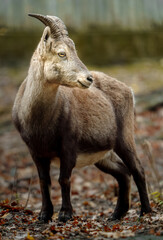 Portrait of Alpine ibex in zoo