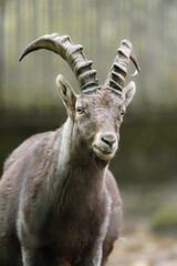 Portrait of Alpine ibex in zoo