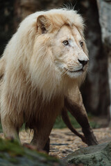 Portrait of African lion in zoo