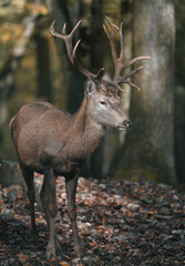 Portrait of Red deer in zoo