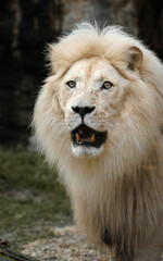Portrait of African lion in zoo