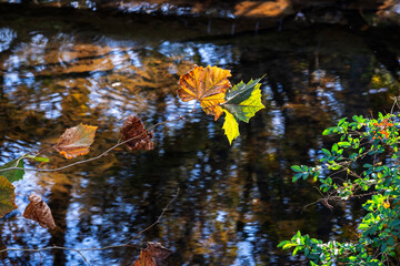 Beautiful and colorful Tennessee autumn leaves