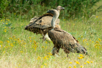 Vautour fauve,.Gyps fulvus, Griffon Vulture, Parc naturel régional des grands causses 48, Lozere, France