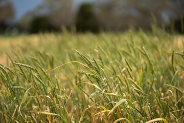 wheat grain crop in a field in a farm growing in rows. growing a crop in a of wheat seed heads mature ready to harvest. barley plants close up in the outback