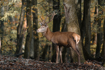 Portrait of Red deer in zoo