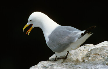 Mouette tridactyle,.Rissa tridactyla, Black legged Kittiwake