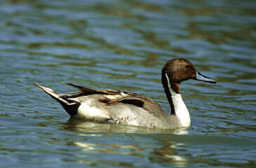 Canard pilet, femelle,.Anas acuta, Northern Pintail