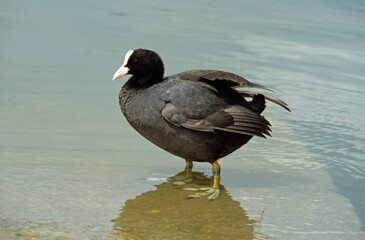 Foulque macroule, .Fulica atra, Eurasian Coot