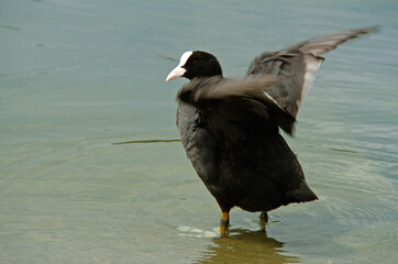 Foulque macroule, .Fulica atra, Eurasian Coot