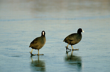 Foulque macroule, glace, hiver, .Fulica atra, Eurasian Coot