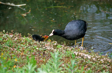 Foulque macroule, .Fulica atra, Eurasian Coot