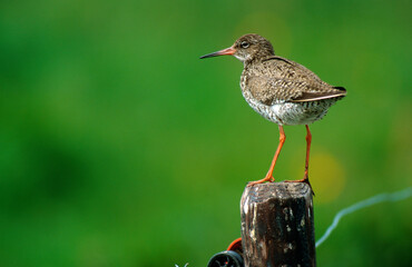 Chevalier gambette,.Tringa totanus, Common Redshank
