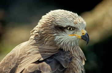 Milan royal,.Milvus milvus , Red Kite