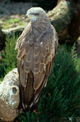 Milan royal,.Milvus milvus , Red Kite