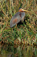 Héron pourpré, Ardea purpurea, Purple Heron