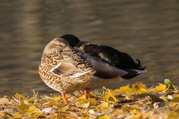 mallard duck in a pond in the morning light