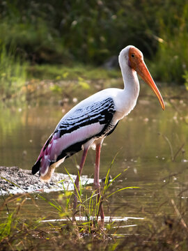 A perfect portrait of Painted Stork