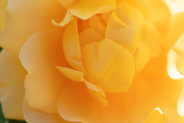 amazing  intense bright yellow aromatic rose  background. macro shot