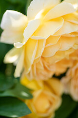 Obraz na płótnie Canvas beautiful soft yellow aromatic roses buds blossom in garden. macro shot