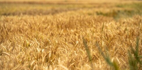 austrlian farming landscape of a wheat grain crop in a field in a farm growing in rows. growing a crop in a of wheat seed heads mature ready to harvest.