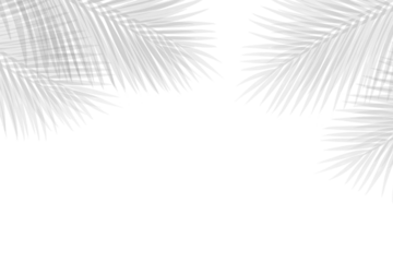 Tropical palm leaves shadow on wallpaper poster. Abstract palm leaves shadow on white for summer design concept