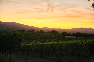 vineyard at sunset