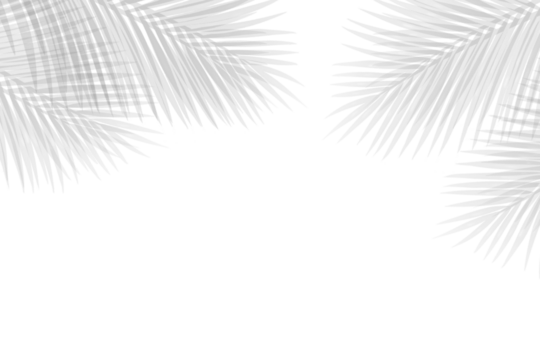 Tropical palm leaves shadow on wallpaper poster. Abstract palm leaves shadow on white for summer design concept - Powered by Adobe