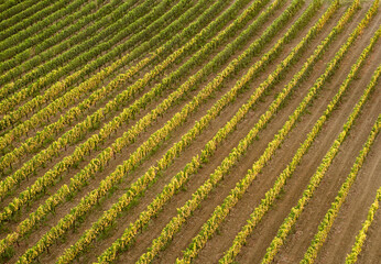 rows of vineyards