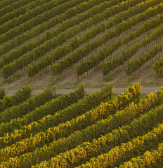 vineyard