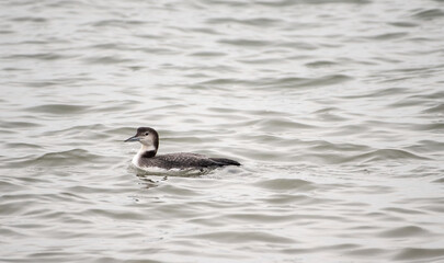 Common Loon