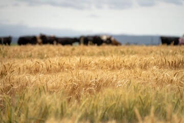 Obraz premium regenerative agriculture farm. growing wheat and barley crop Sustainable agriculture in Australia cropping ranch