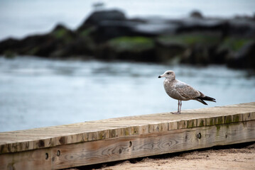 Herring Gull