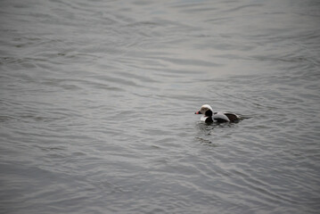 Long Tailed Duck