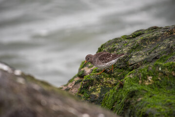 Purple Sandpiper