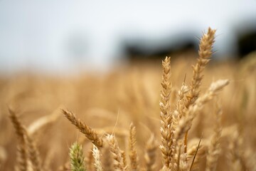 wheat grain crop in a field in a farm growing in rows. growing a crop in a of wheat seed heads mature ready to harvest. barley plants close up in the outback
