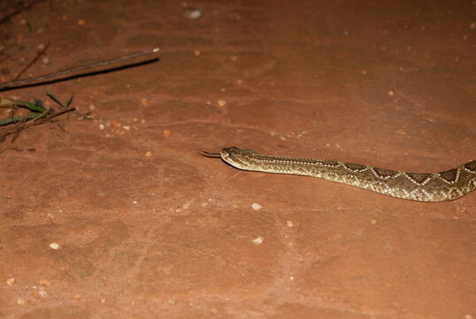 Crotalus durissus