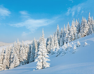 Fototapeta na wymiar Morning winter calm mountain landscape with beautiful fir trees on slope (Kukol Mount, Carpathian Mountains, Ukraine)