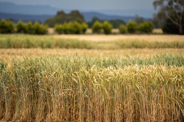 wheat grain crop in a field in a farm growing in rows. growing a crop in a of wheat seed heads mature ready to harvest. barley plants close up in the outback