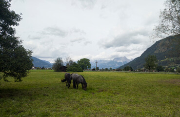 Fototapeta premium horses graze on green meadows