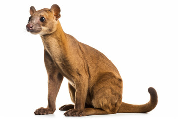 A fossa on a white background, showcasing its sleek and agile form