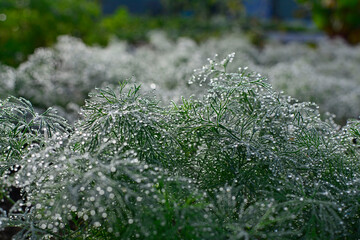 Koper ogrodowy z poranną rosą w słońcu, Anethum graveolens, Garden dill in the morning dew,...